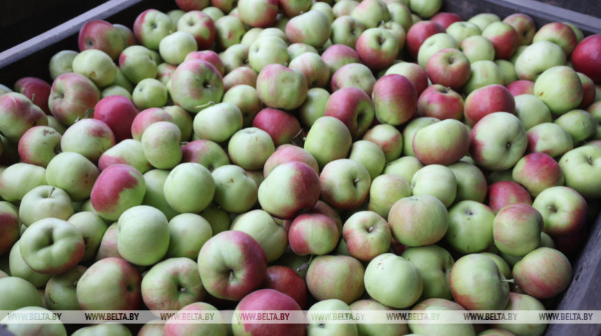 Более 19 тыс. тонн плодоовощной продукции отправят в стабфонды на межсезонье в Гомельской области